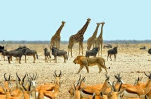 Capodanno in Namibia, safari