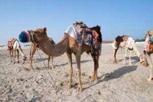 Qatar deserto cammelli