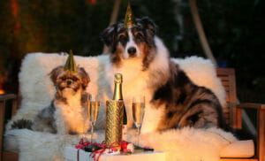 Immagini di Capodanno, animali in festa