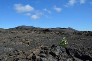 Capodanno alle Canarie, Tenerife