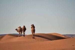 Capodanno nel deserto del Sahara